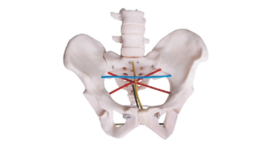骨盆測量示教模型QZ/F24