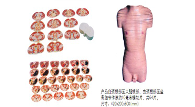 男性軀干橫切面模型  QZ/A200  